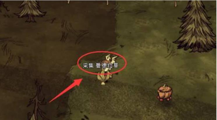 为什么饥荒中没有曼德拉草?